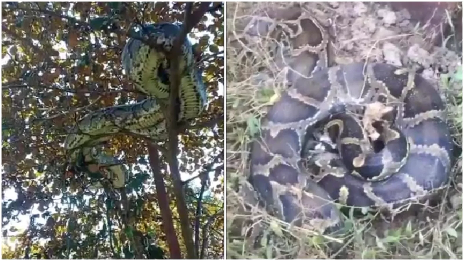 असम में दिखे दो विशाल अजगर।